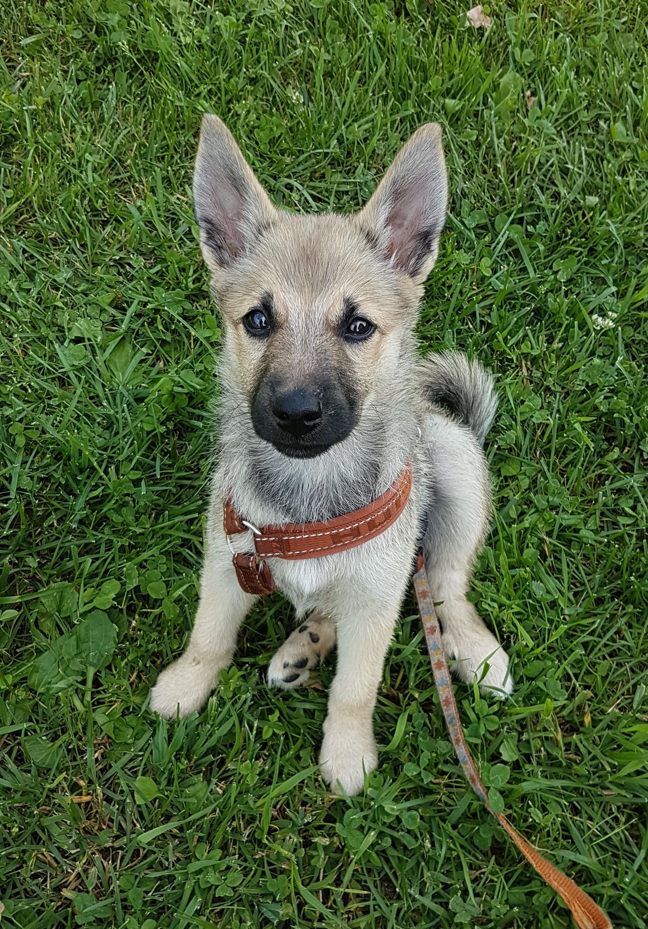 Norsk buhund
