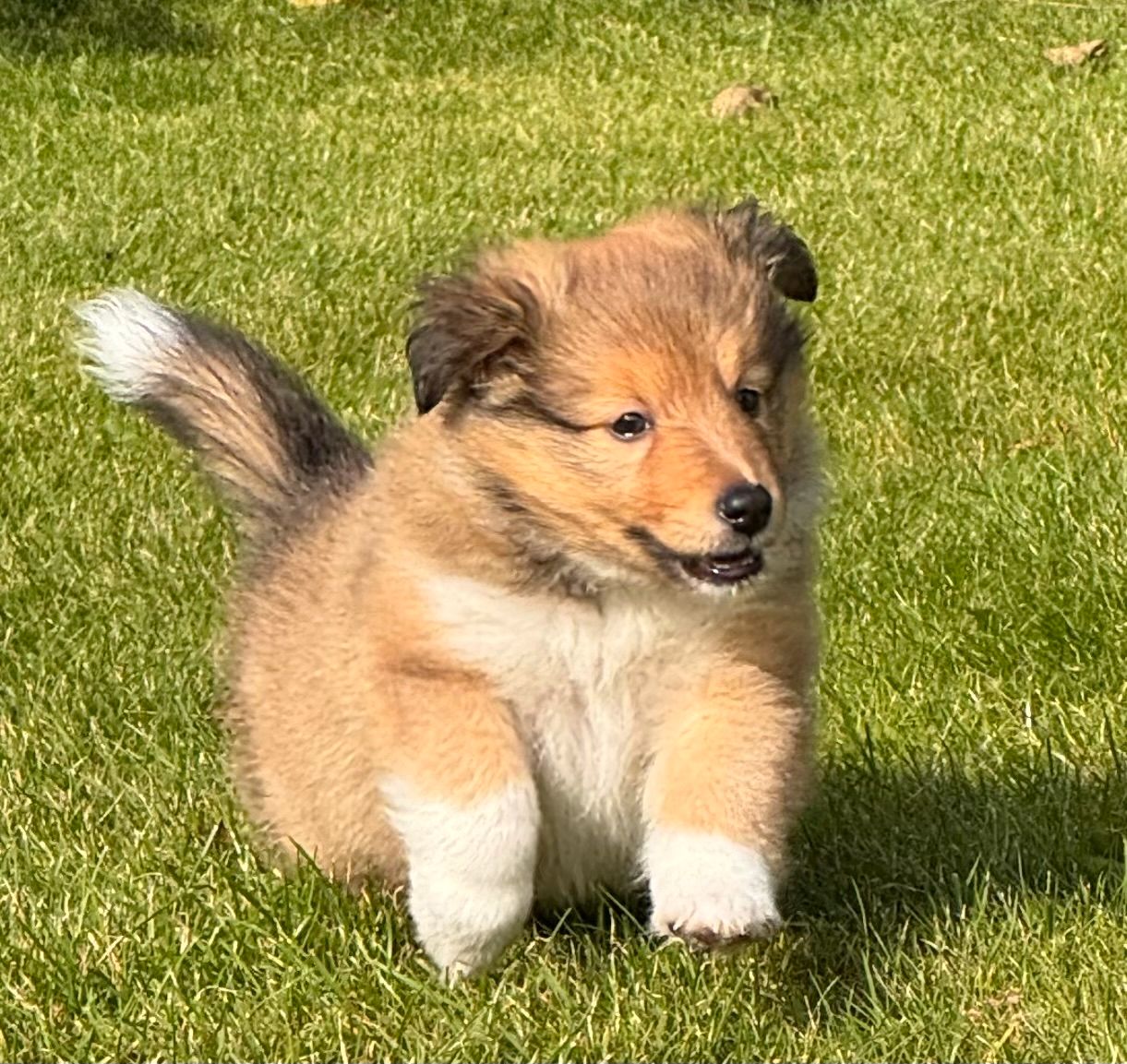 Shetland sheepdog