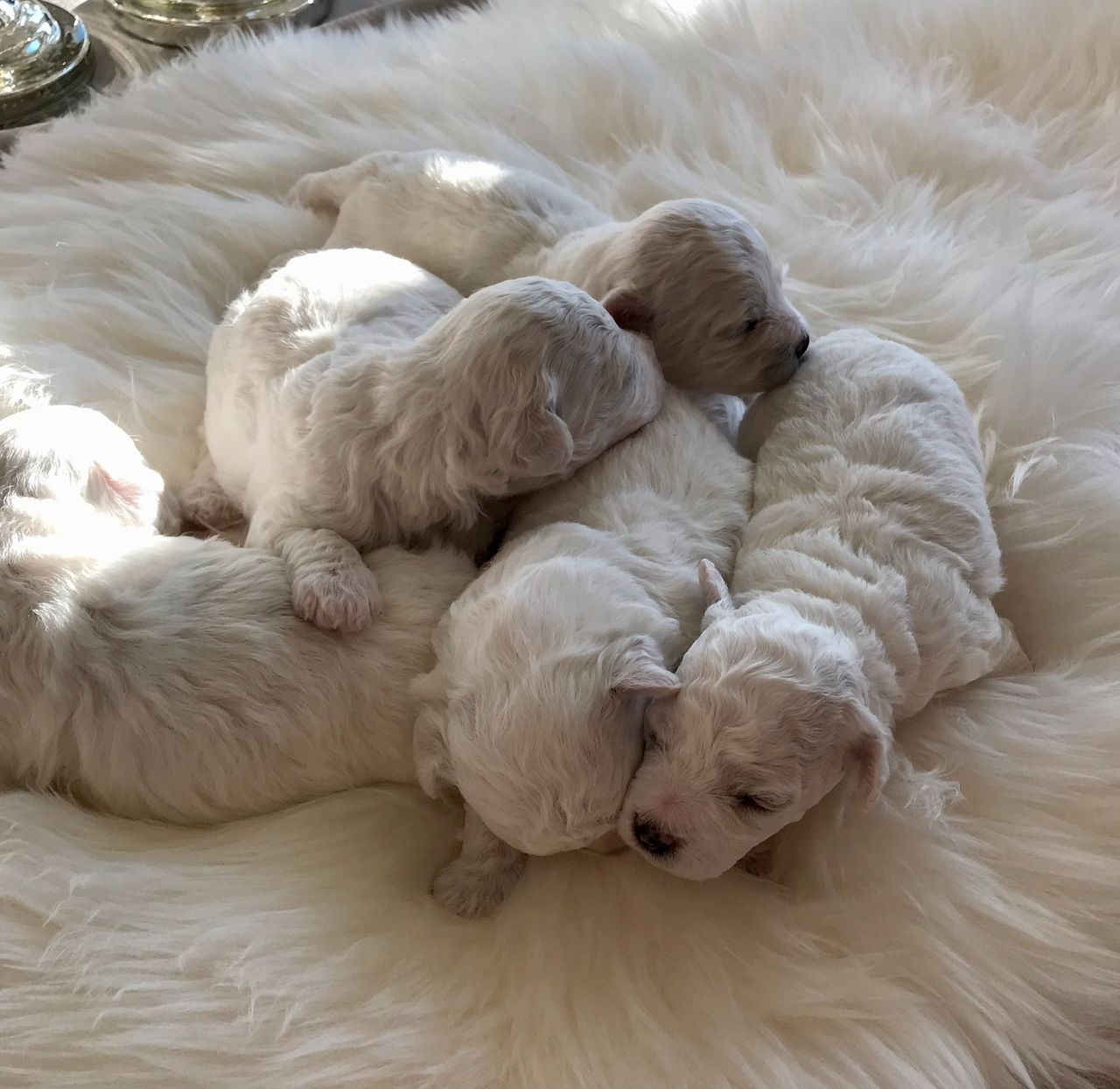 Bichon frisé