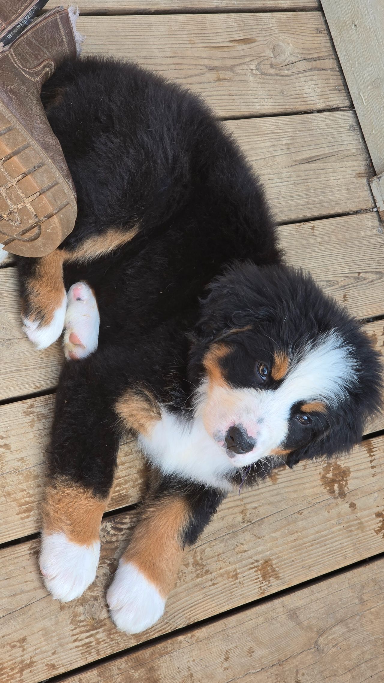 Berner sennenhund