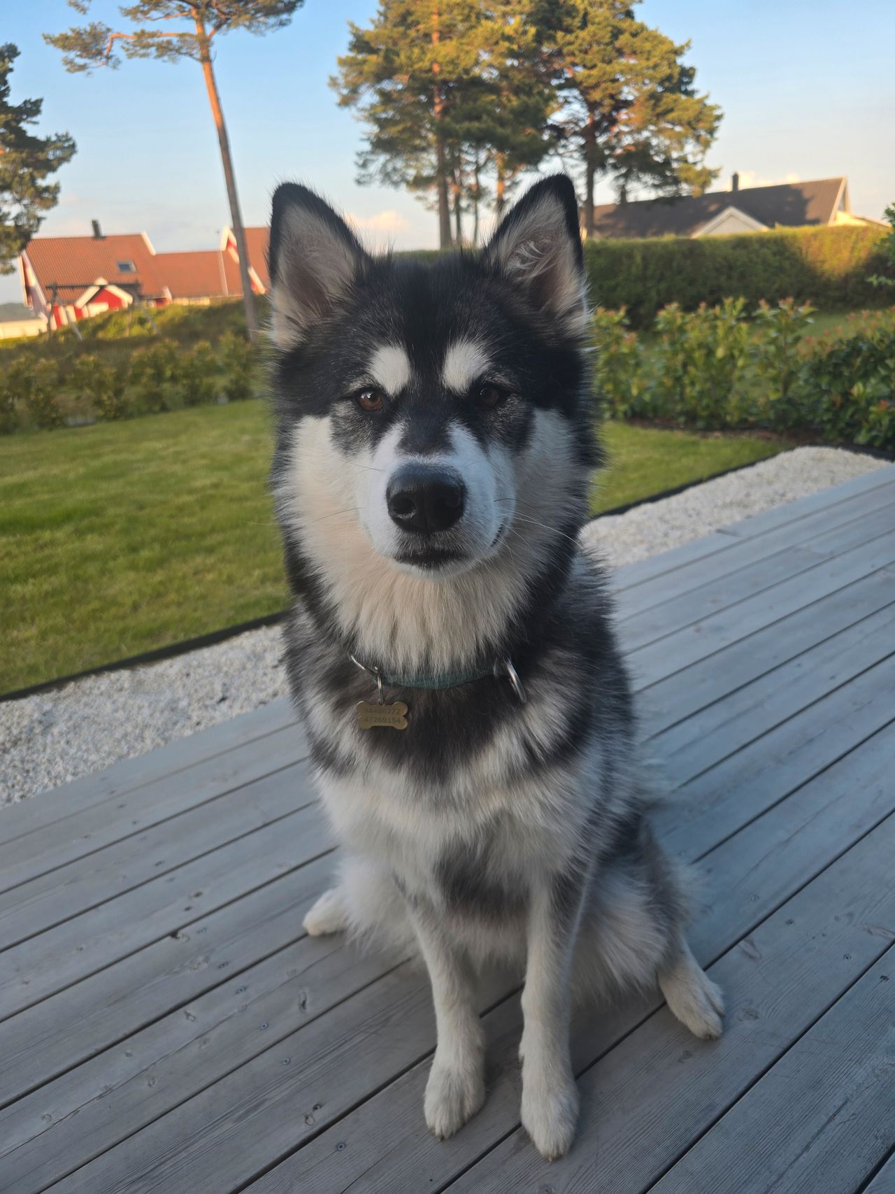 Alaskan malamute