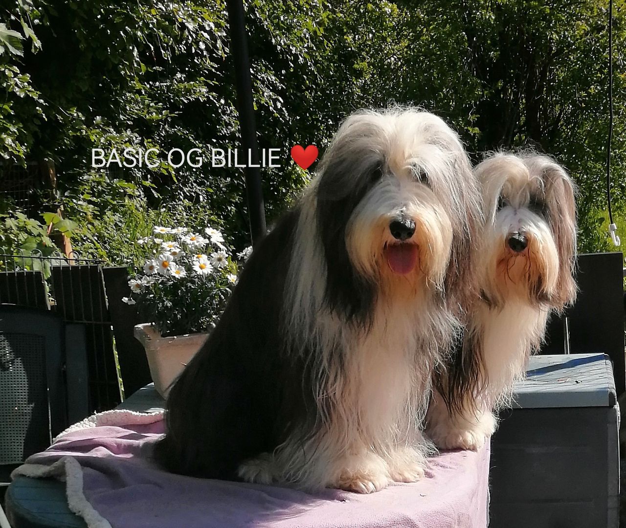 Bearded collie