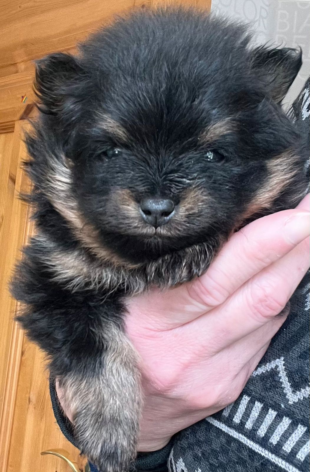 Pomeranian