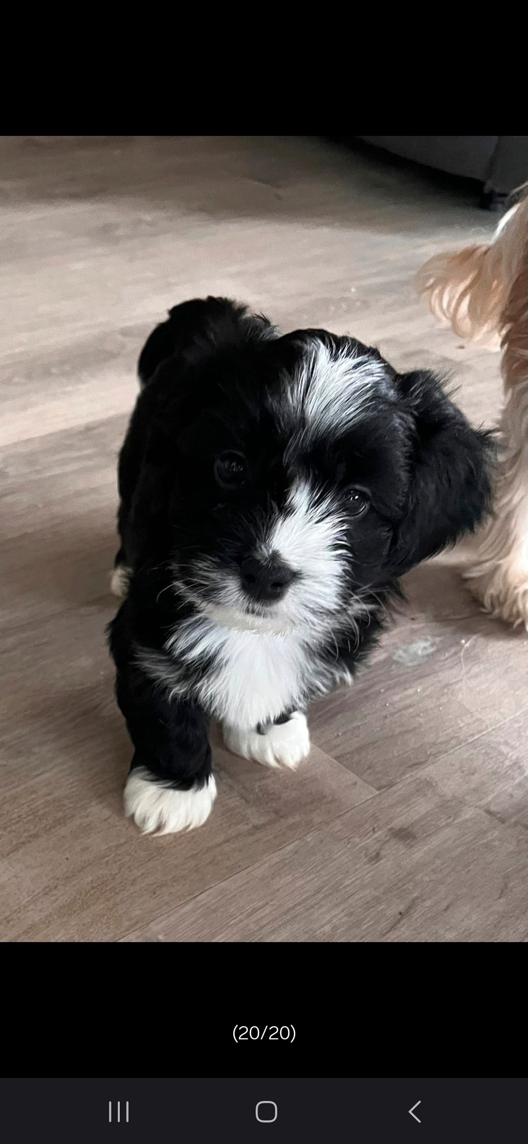 Bichon havanais