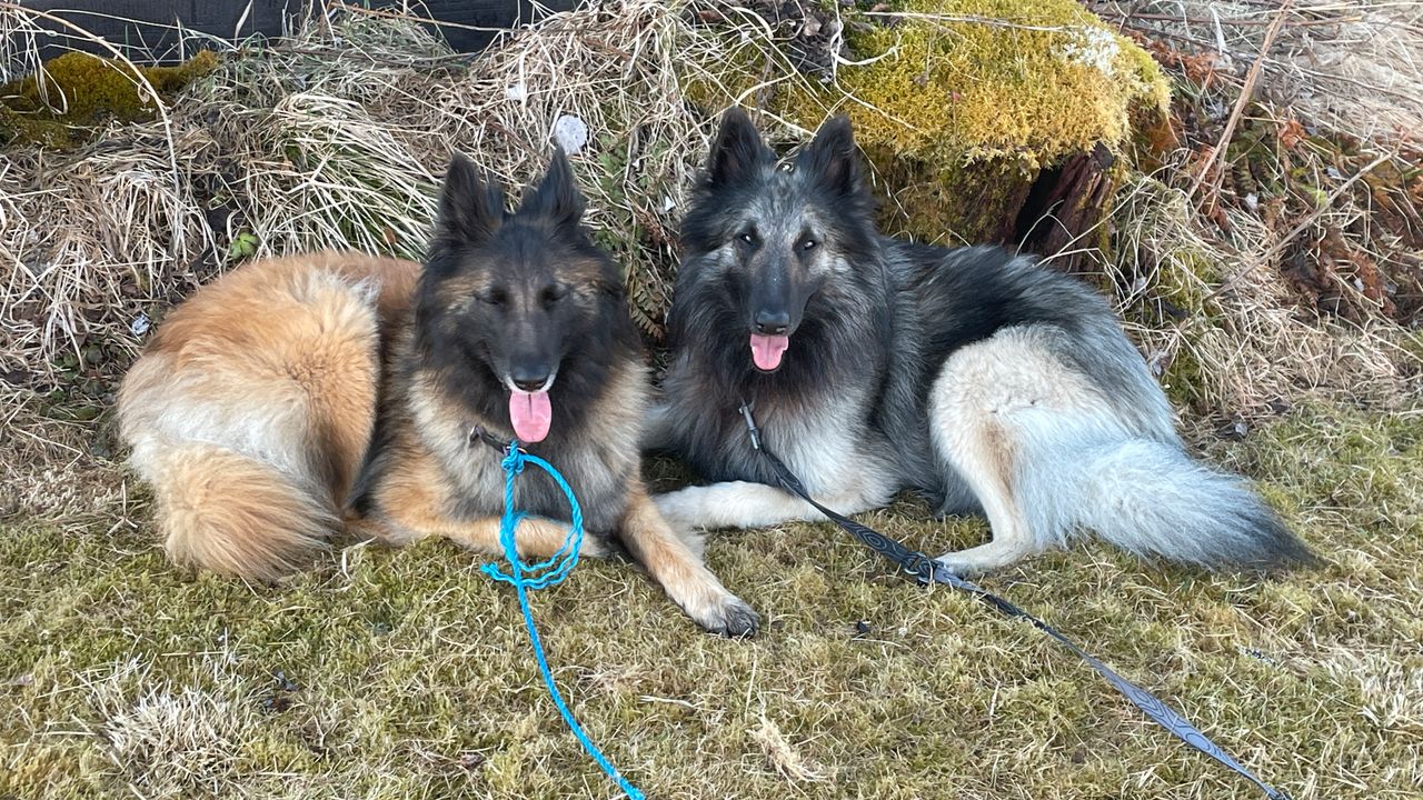 Belgisk fårehund, tervueren