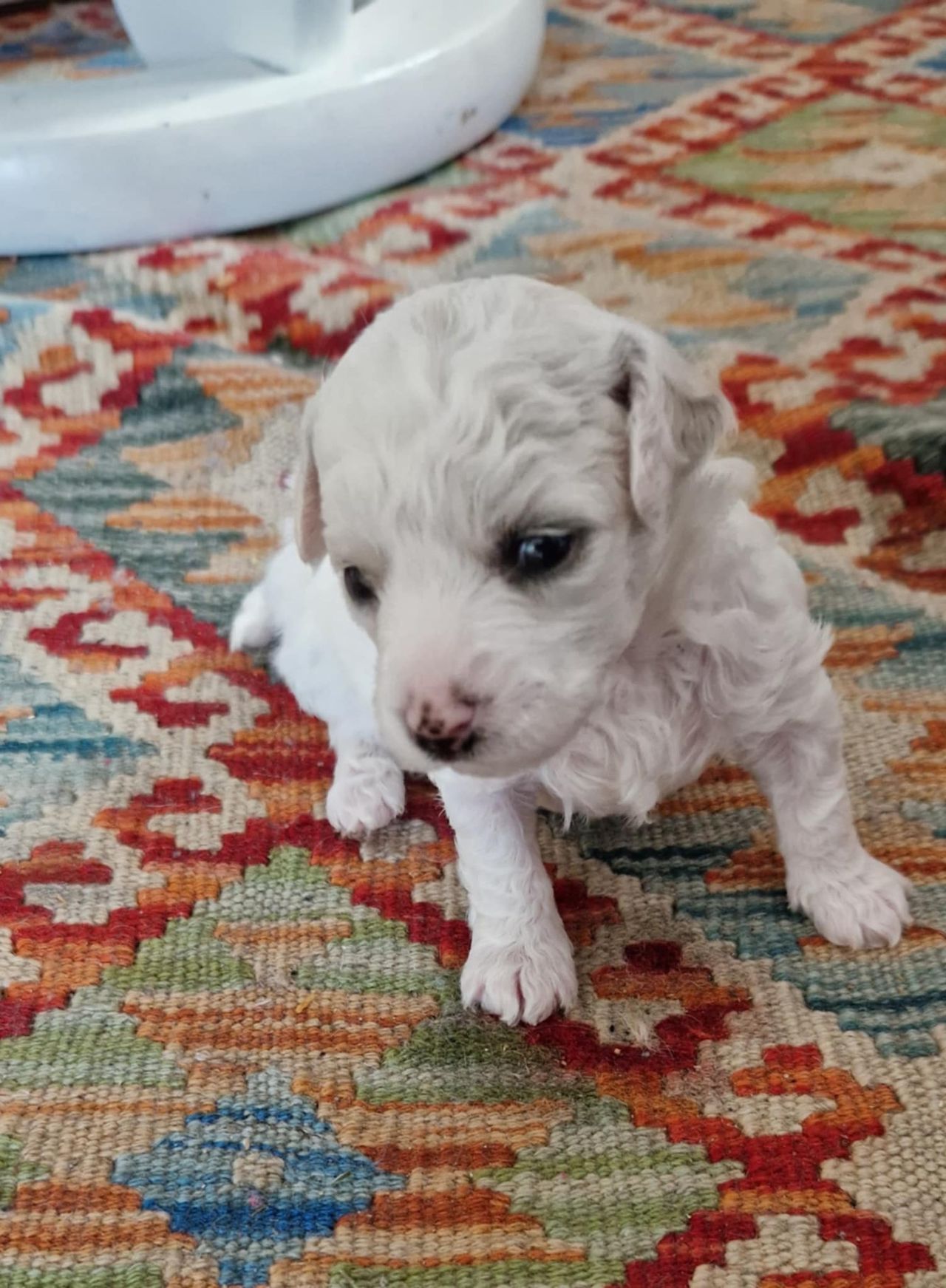 Bichon frisé