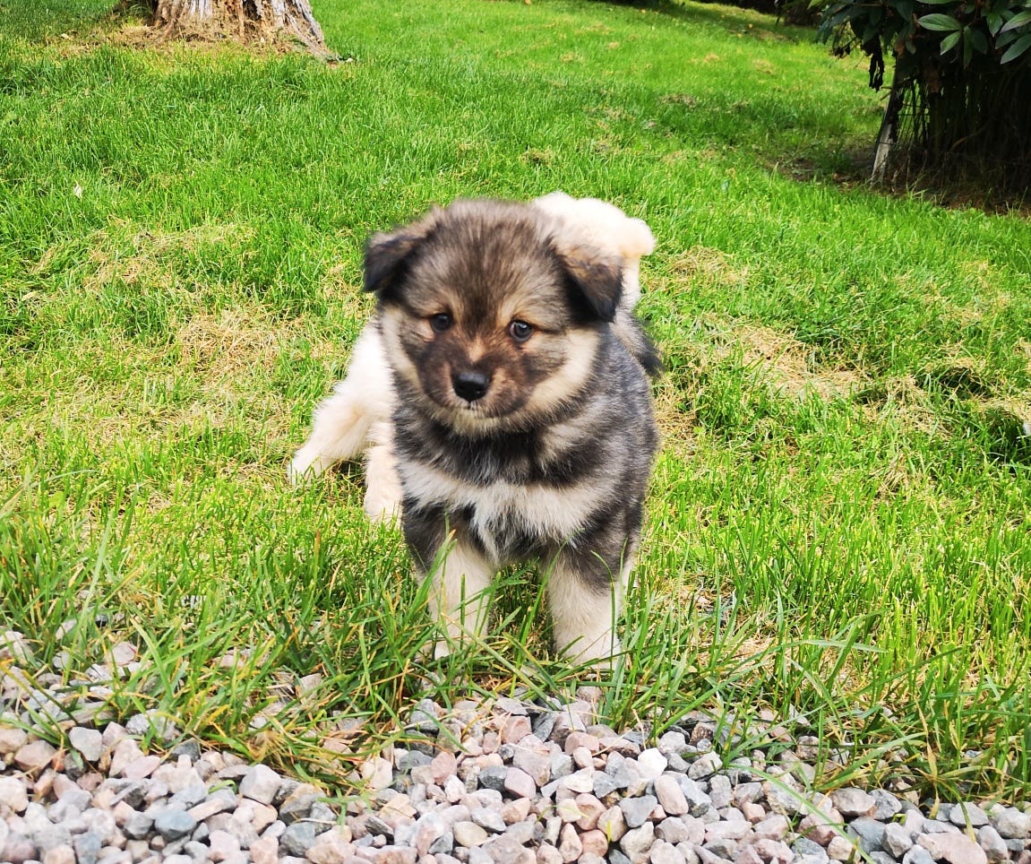Finsk lapphund