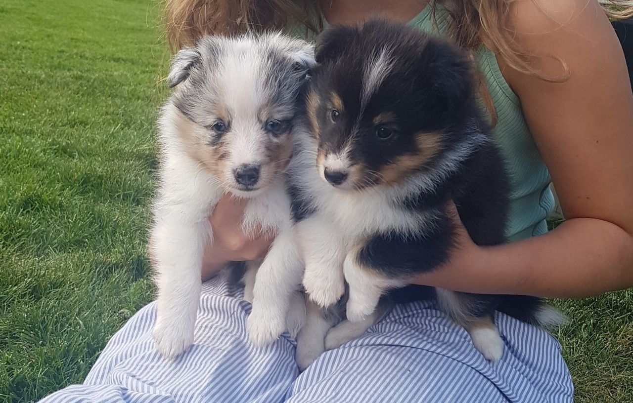 Shetland sheepdog