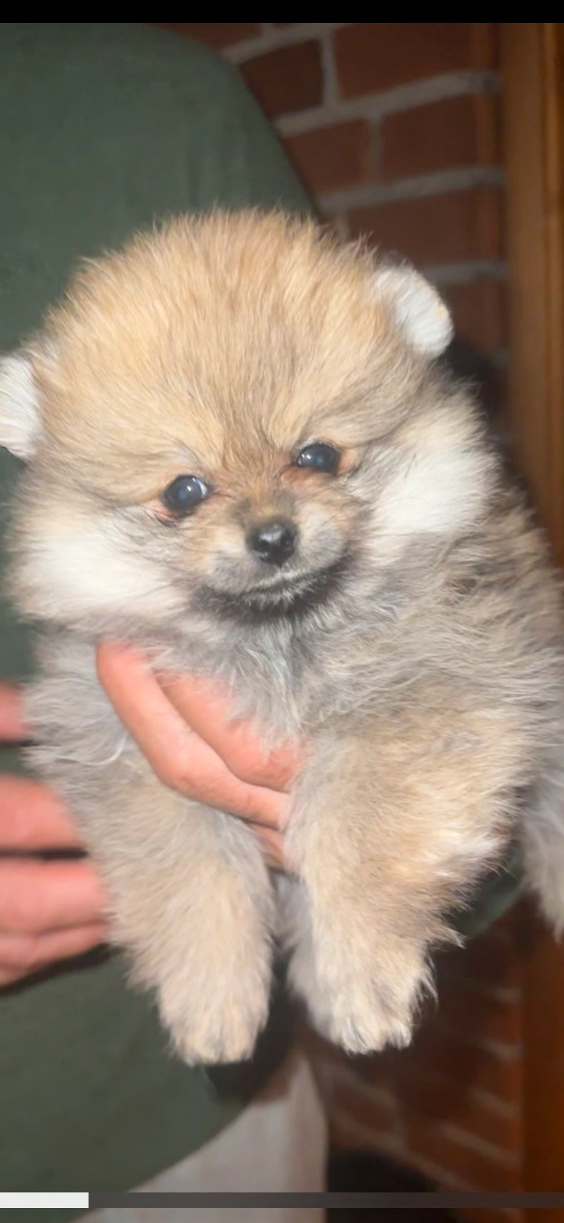 Pomeranian