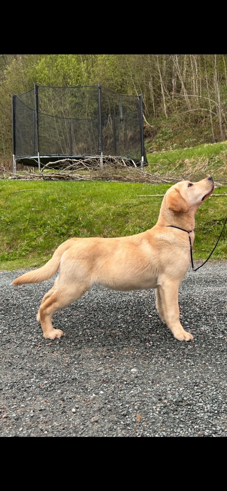 Labrador retriever
