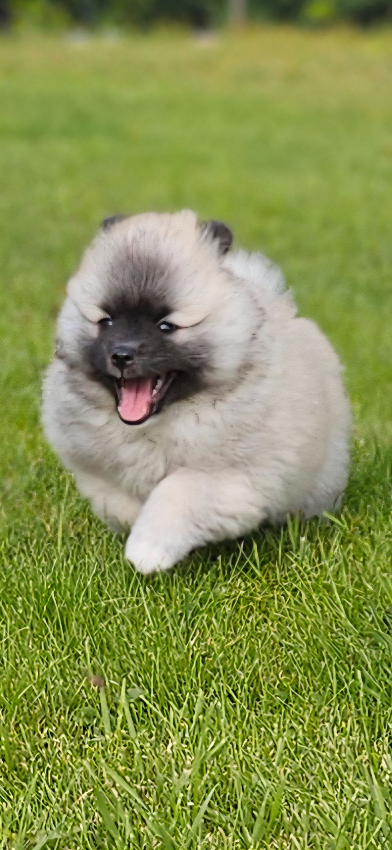 Kleinspitz