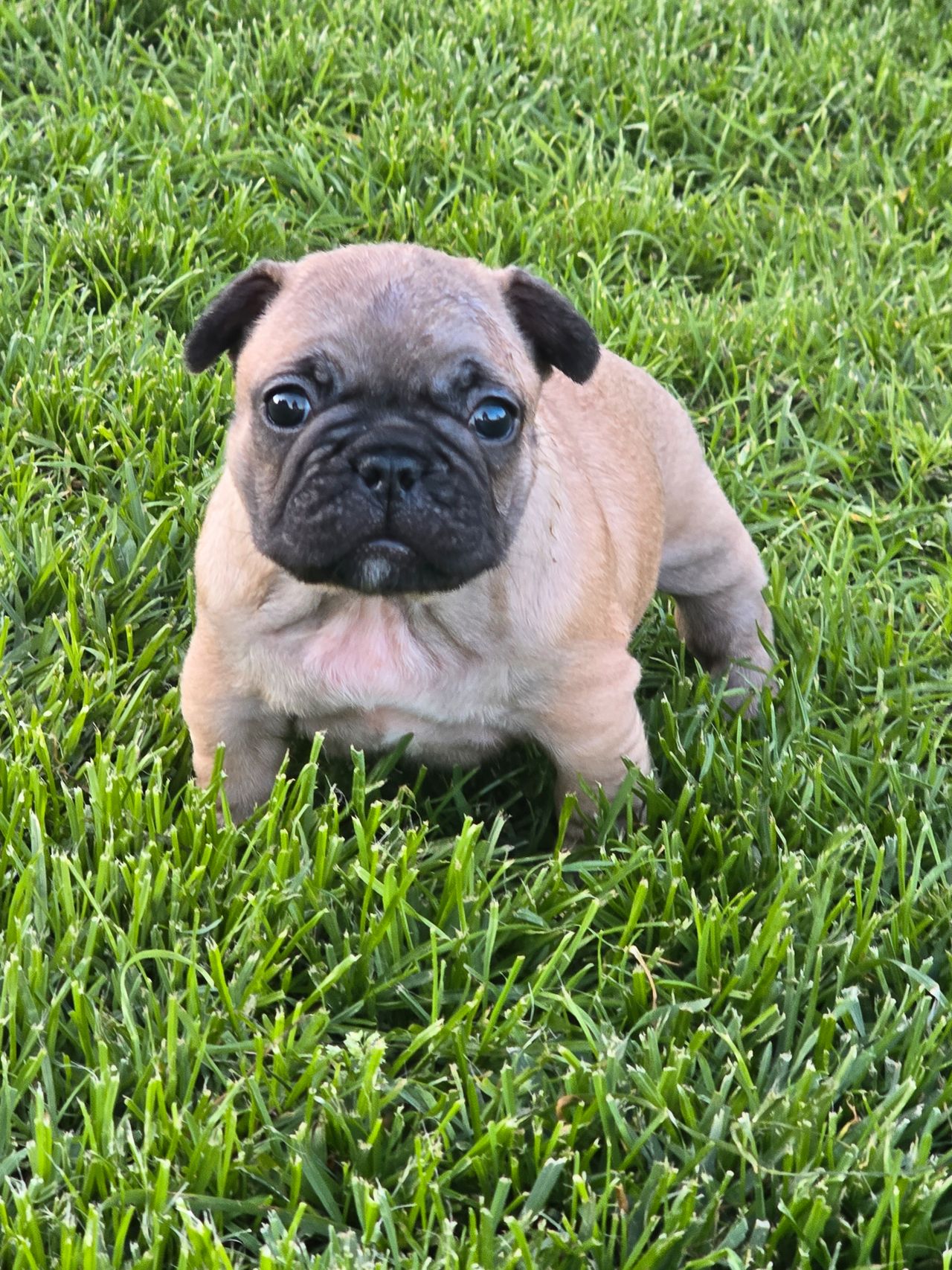 Fransk bulldog