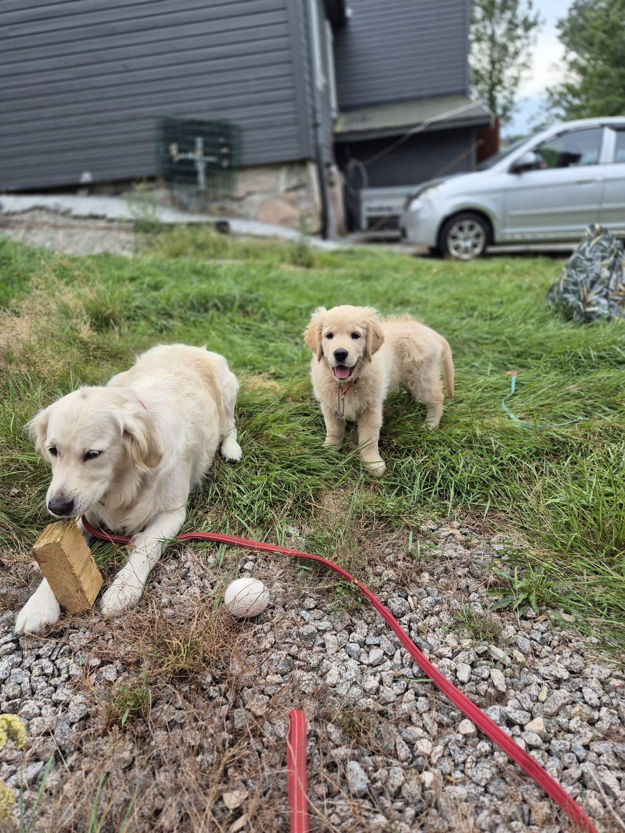 Golden retriever