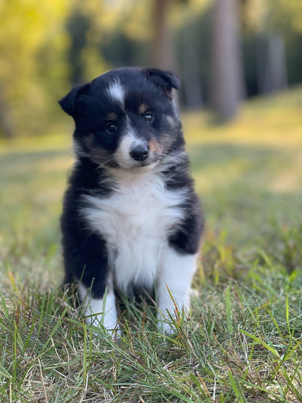 Shetland sheepdog
