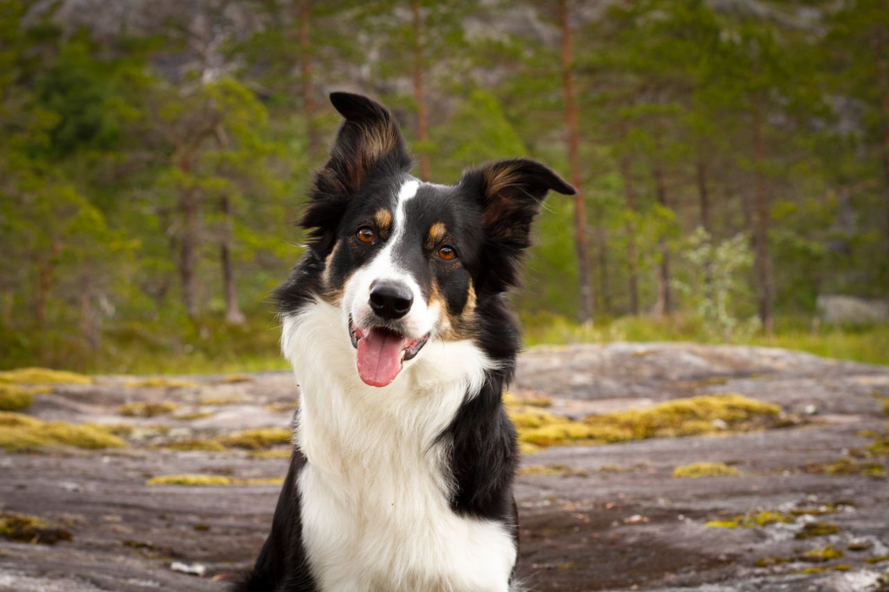 Border collie