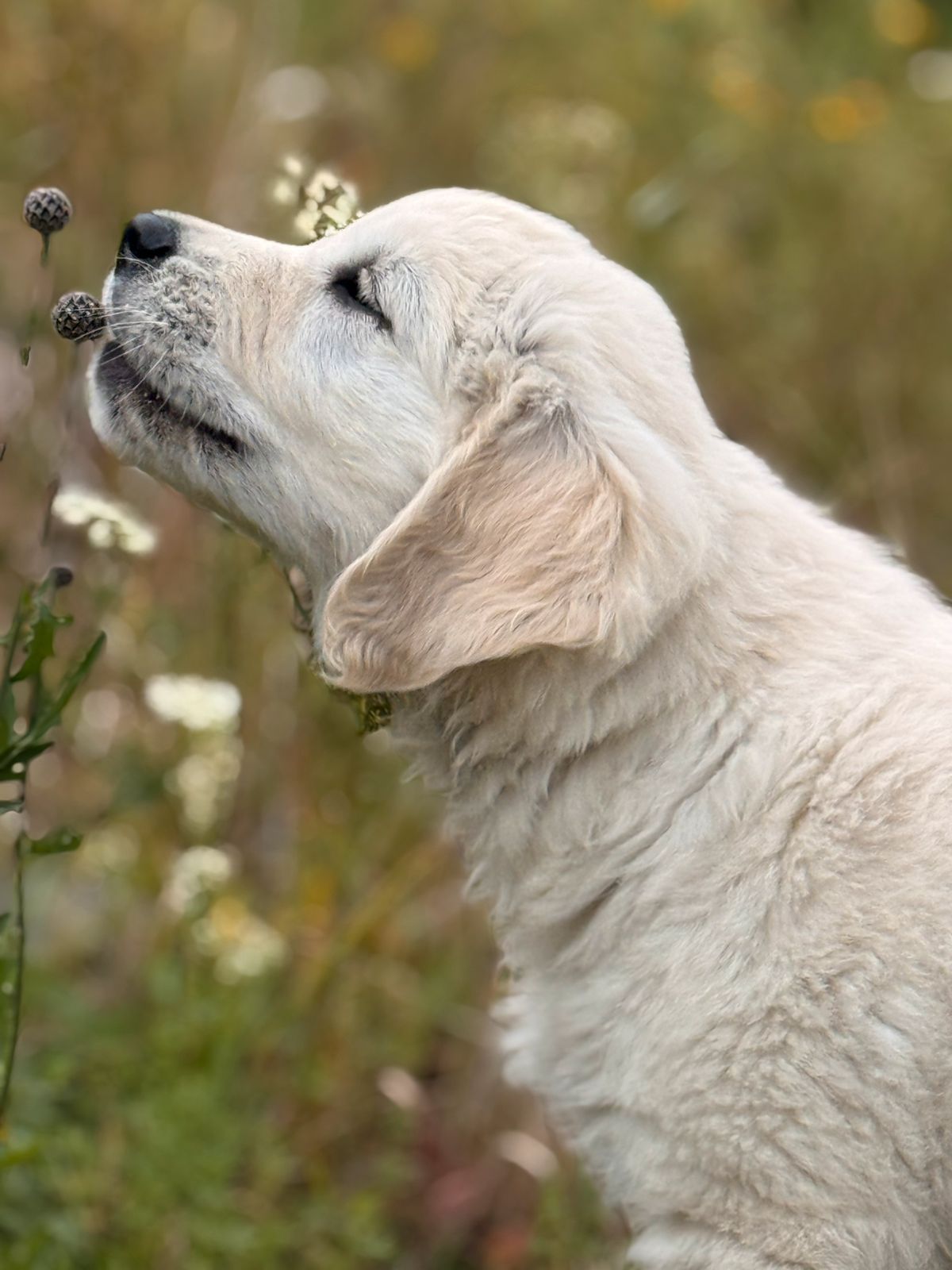 Golden retriever