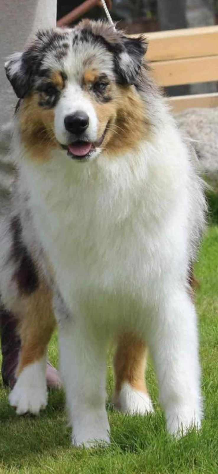 Australian shepherd