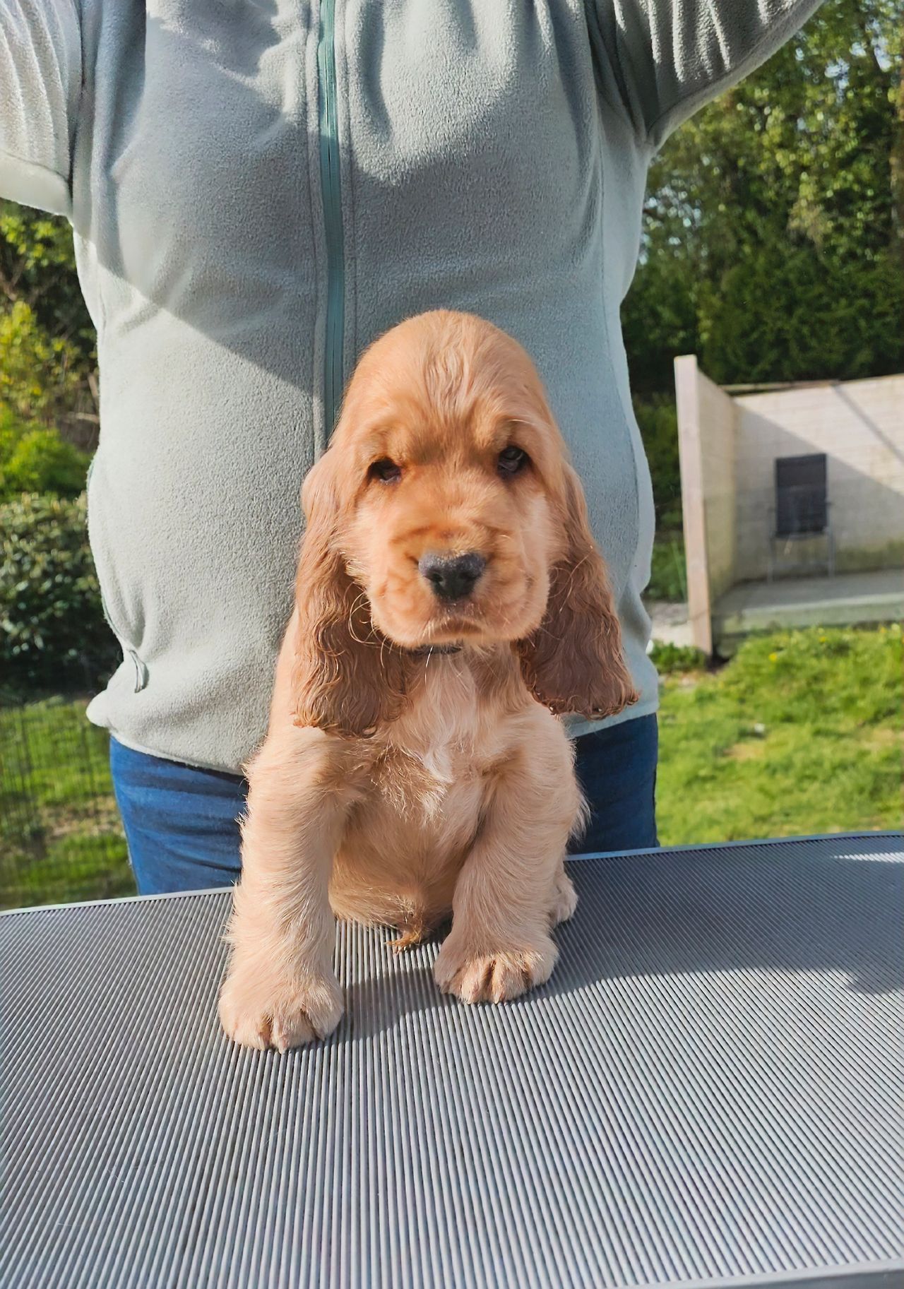 Cocker spaniel