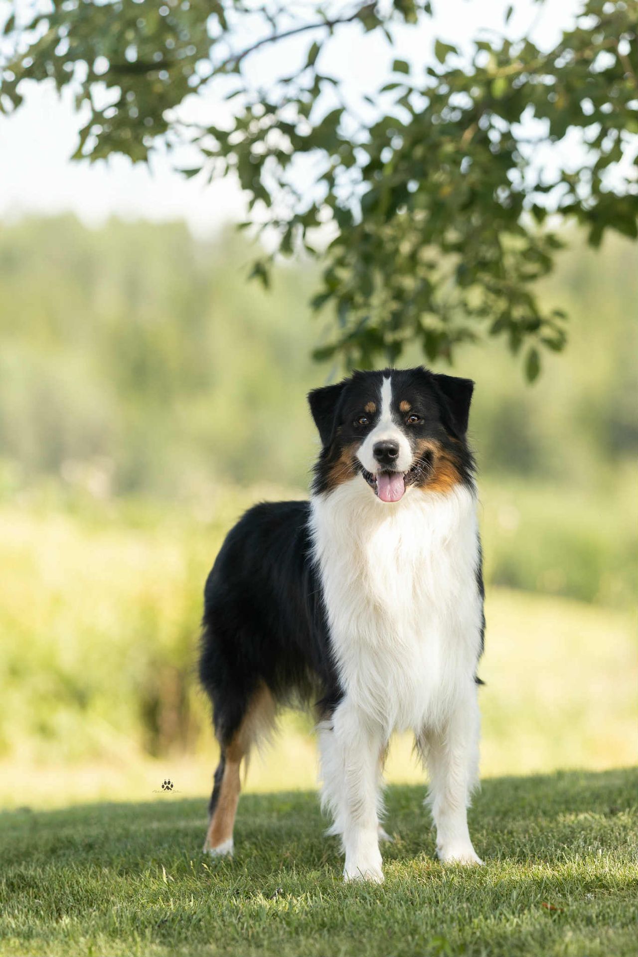 Australian shepherd
