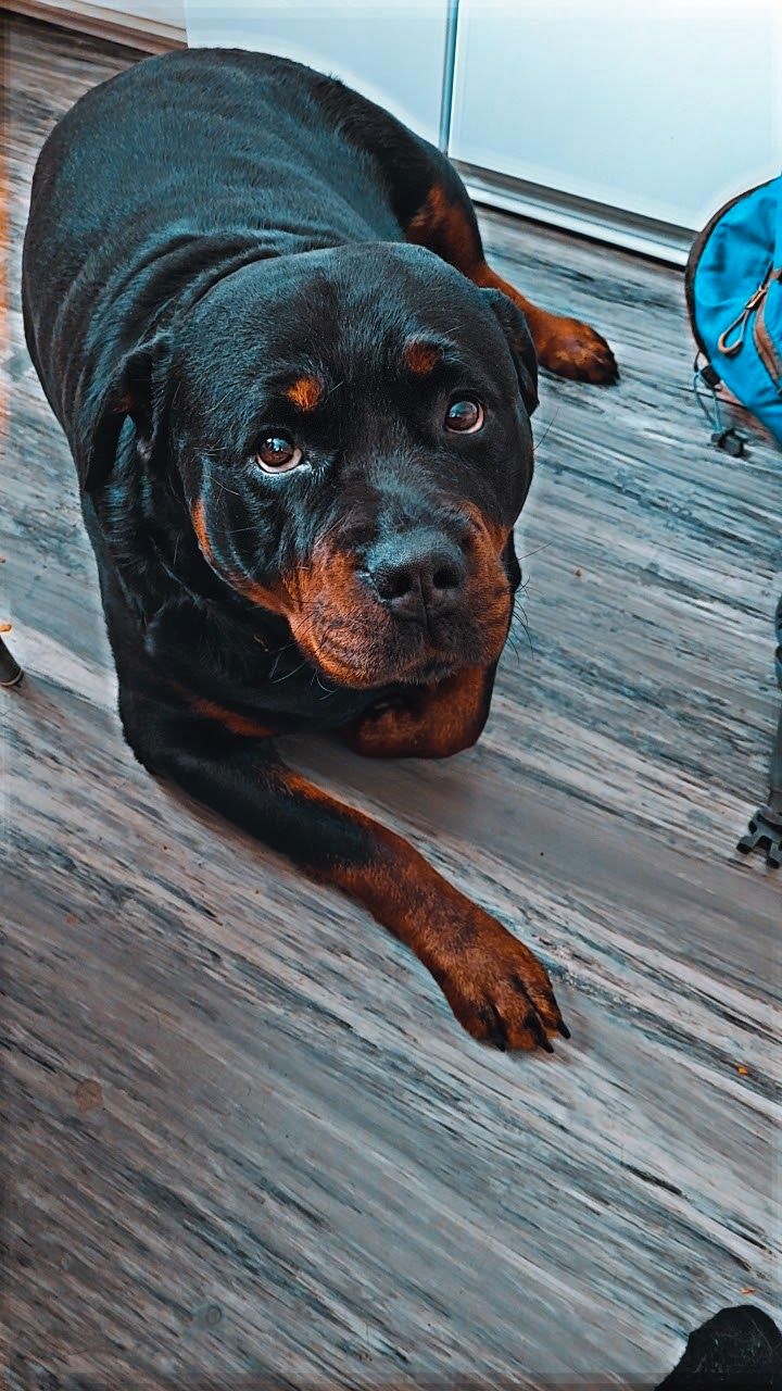 Rottweiler