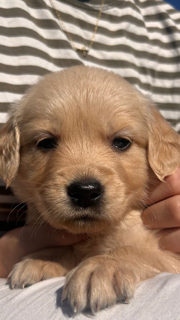 Golden retriever