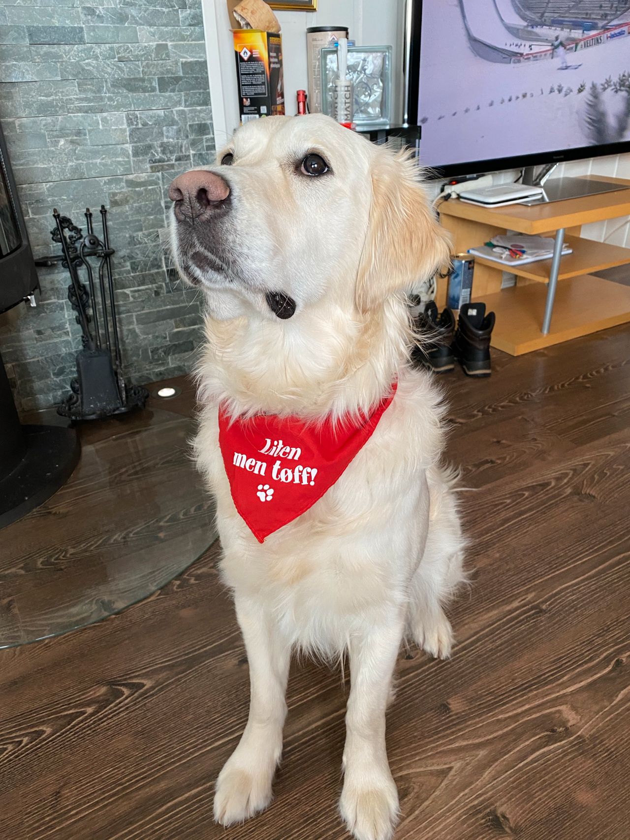 Golden retriever