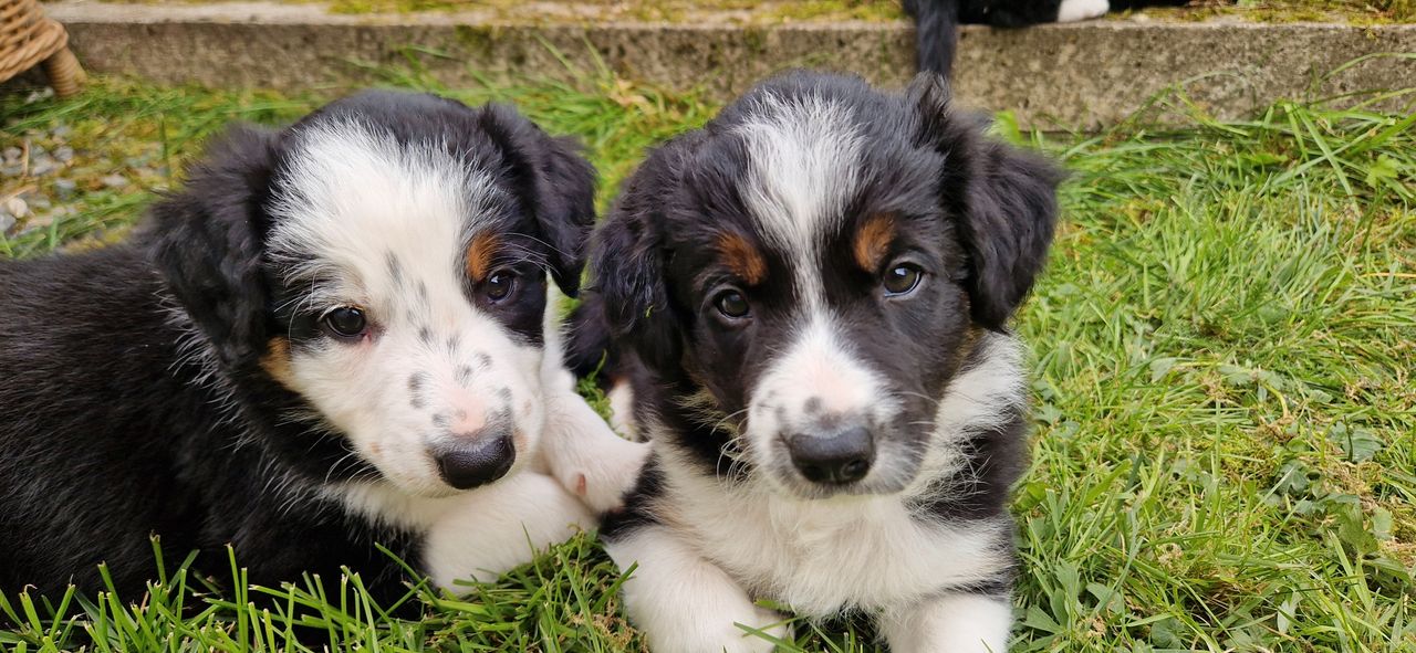 Border collie