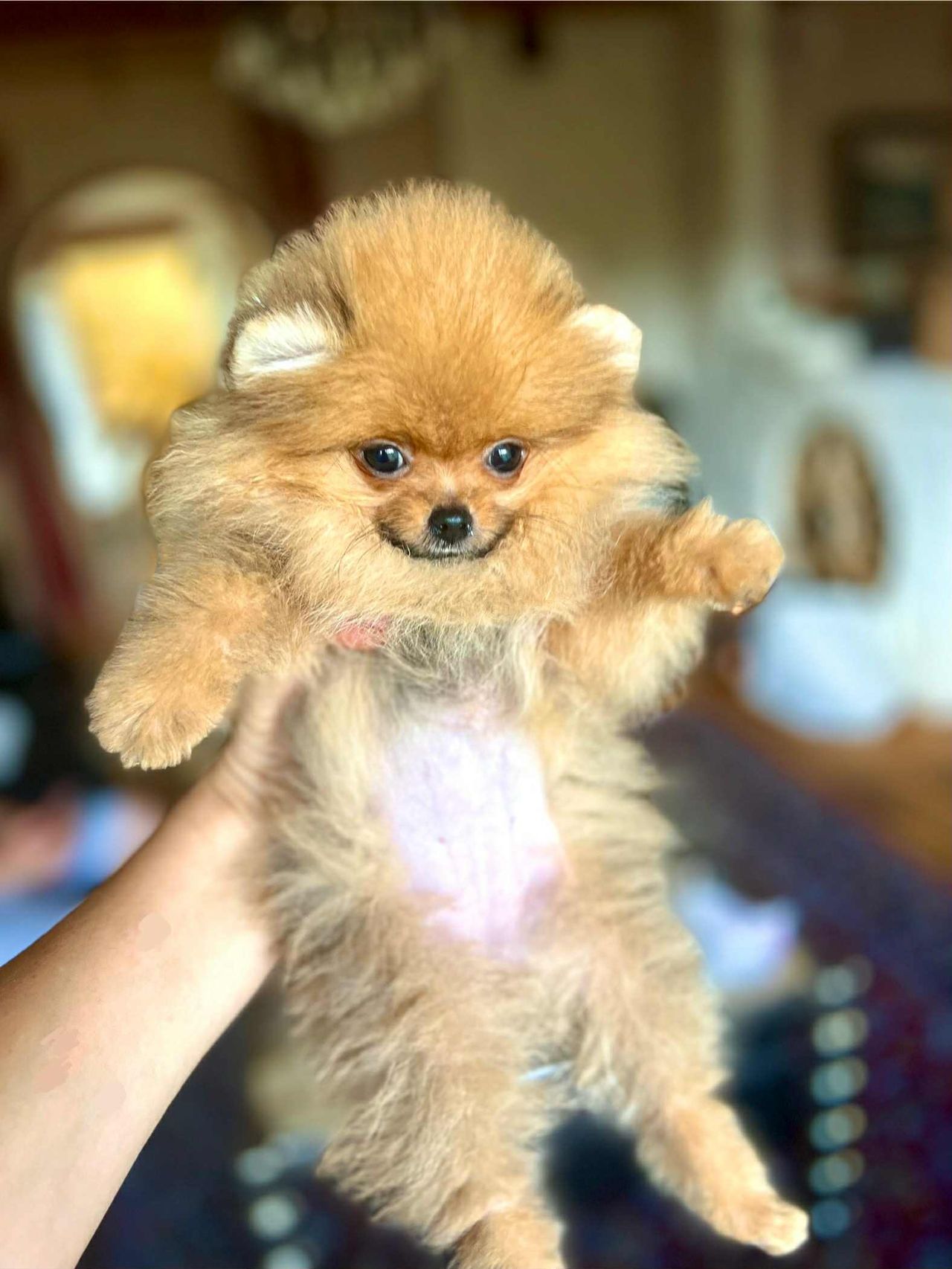 Pomeranian