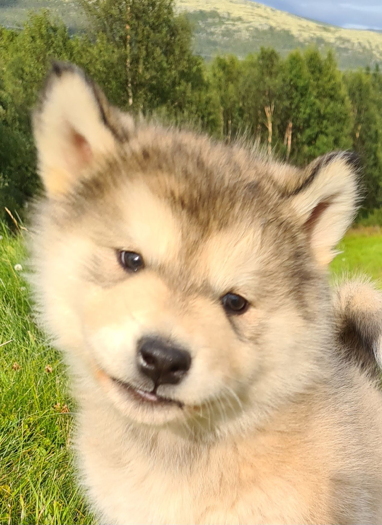 Alaskan malamute