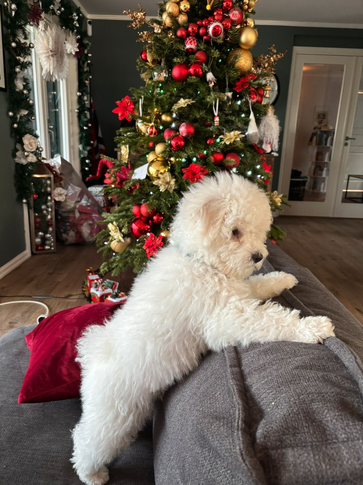 Bichon frisé