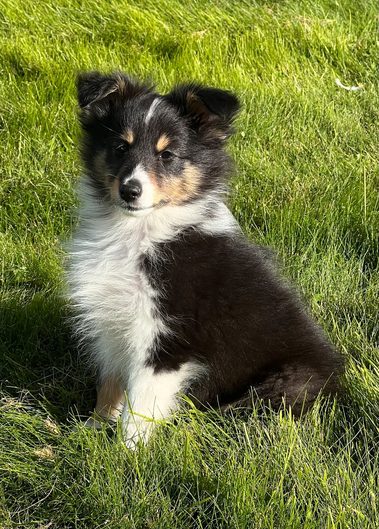 Shetland sheepdog