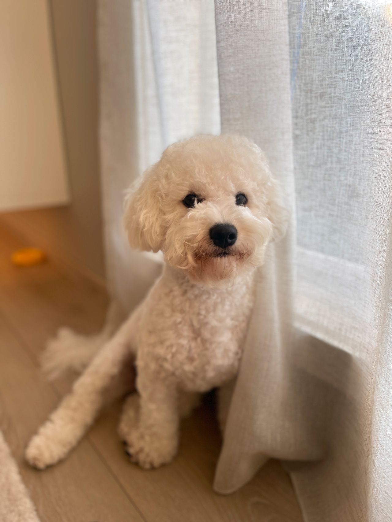 Bichon frisé