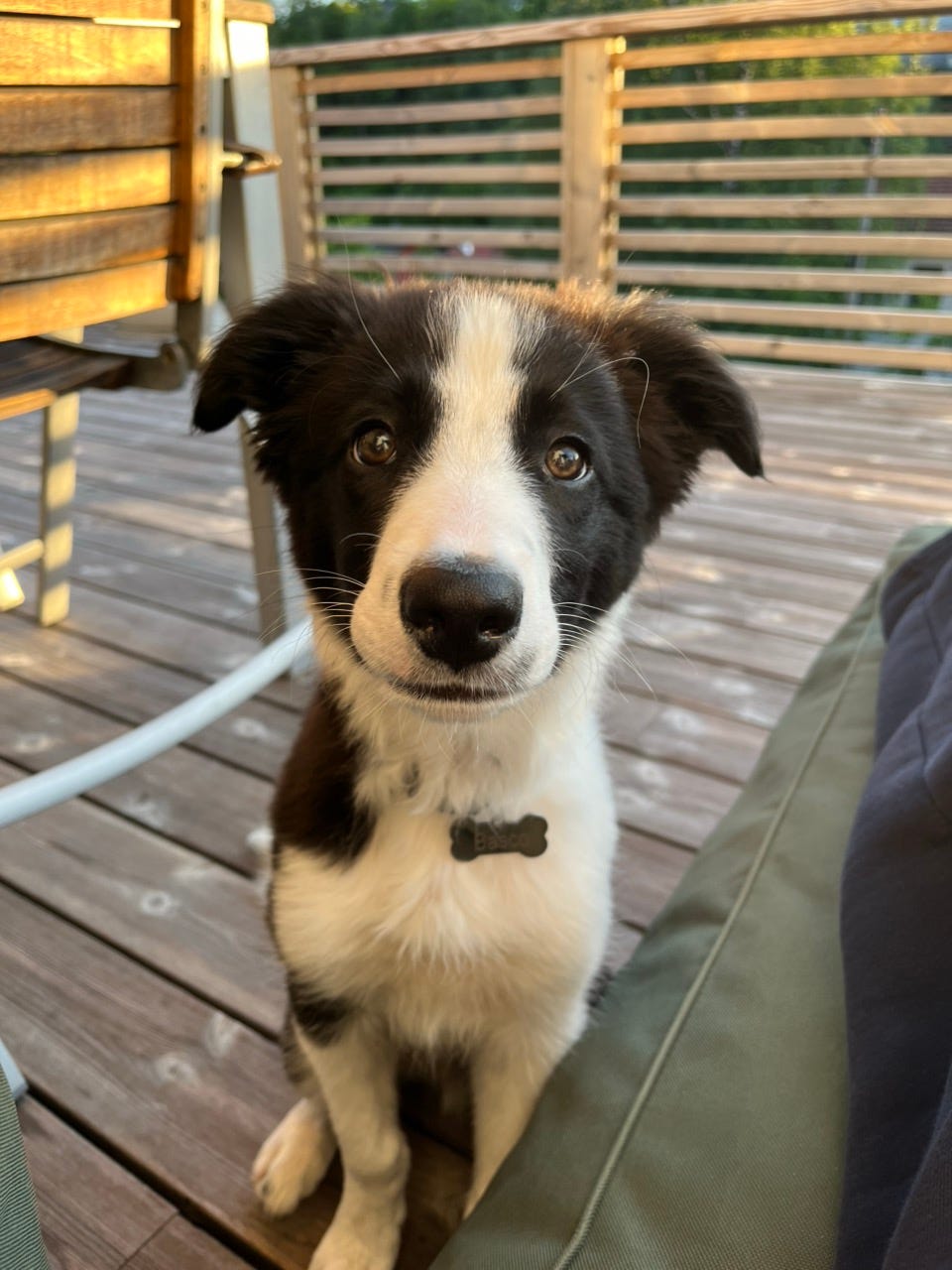 Border collie