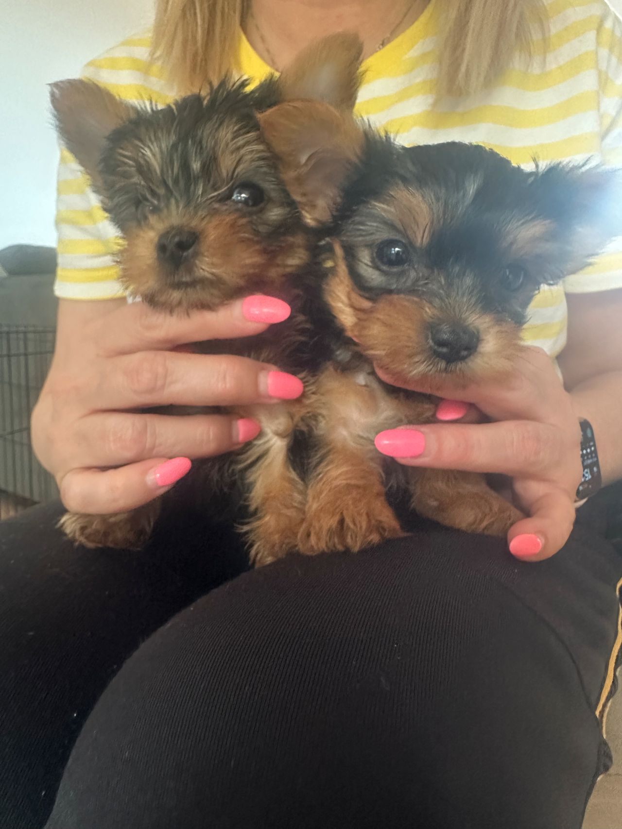 Yorkshire terrier