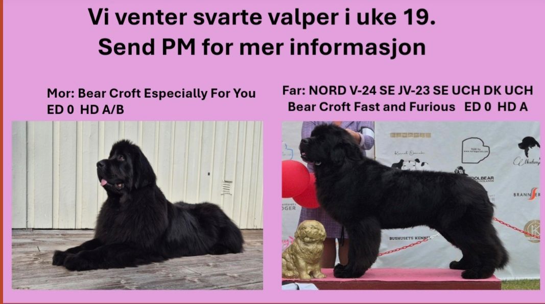 Newfoundlandshund