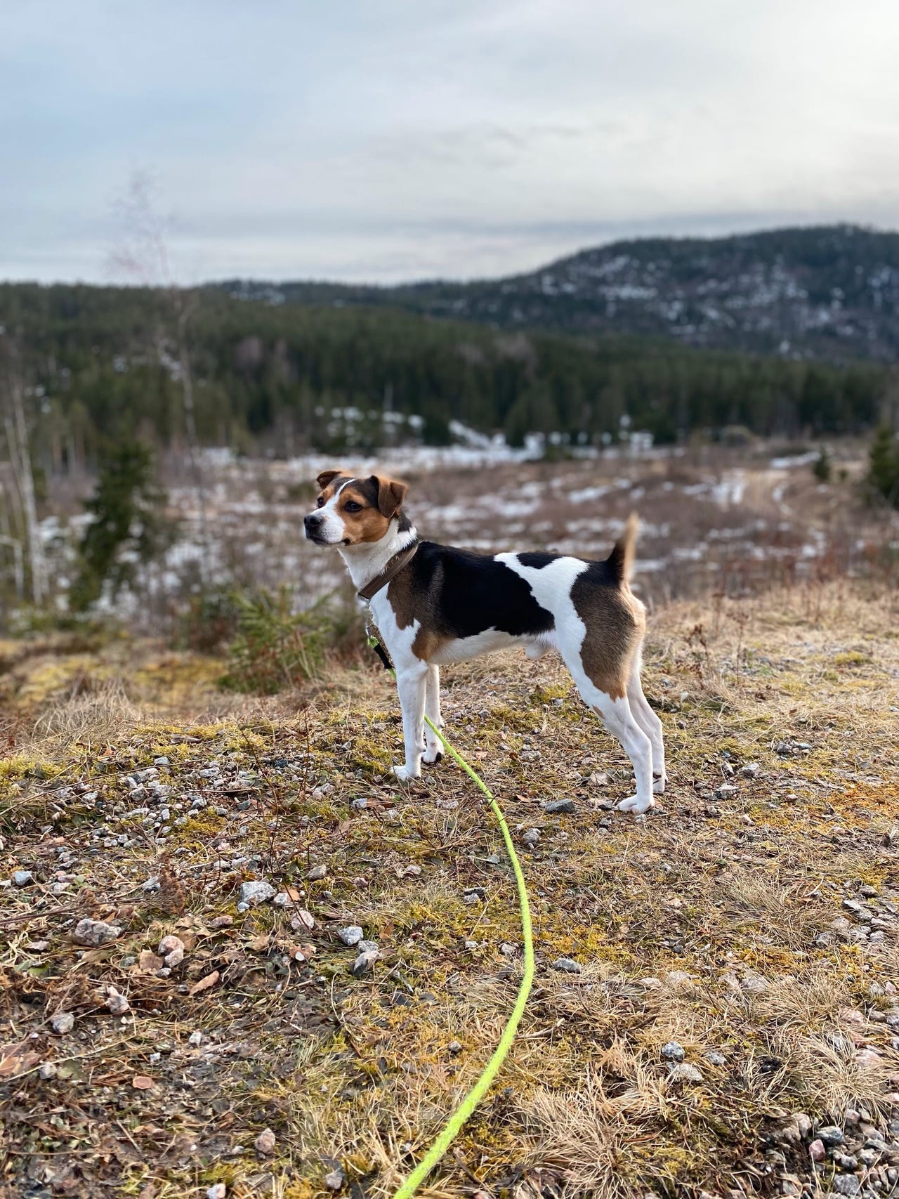 Dansk-svensk gårdshund