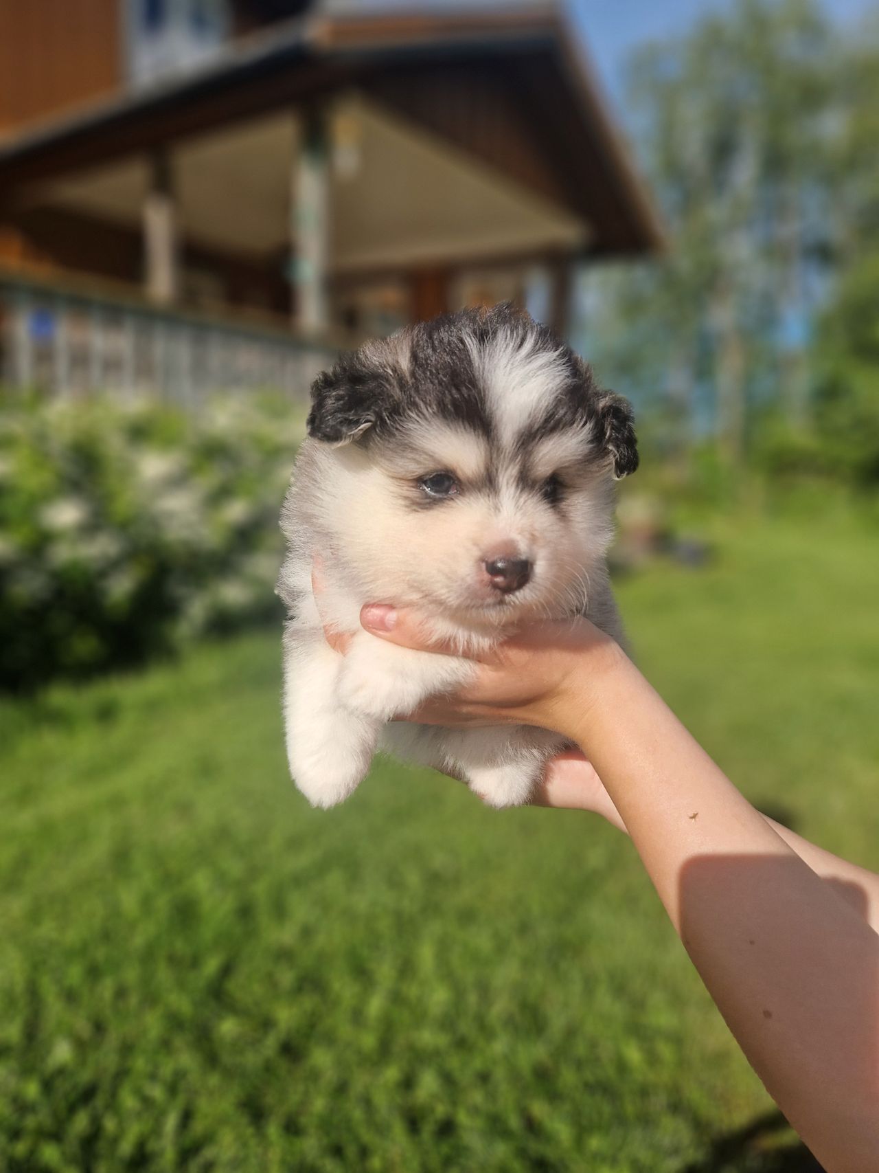 Finsk lapphund