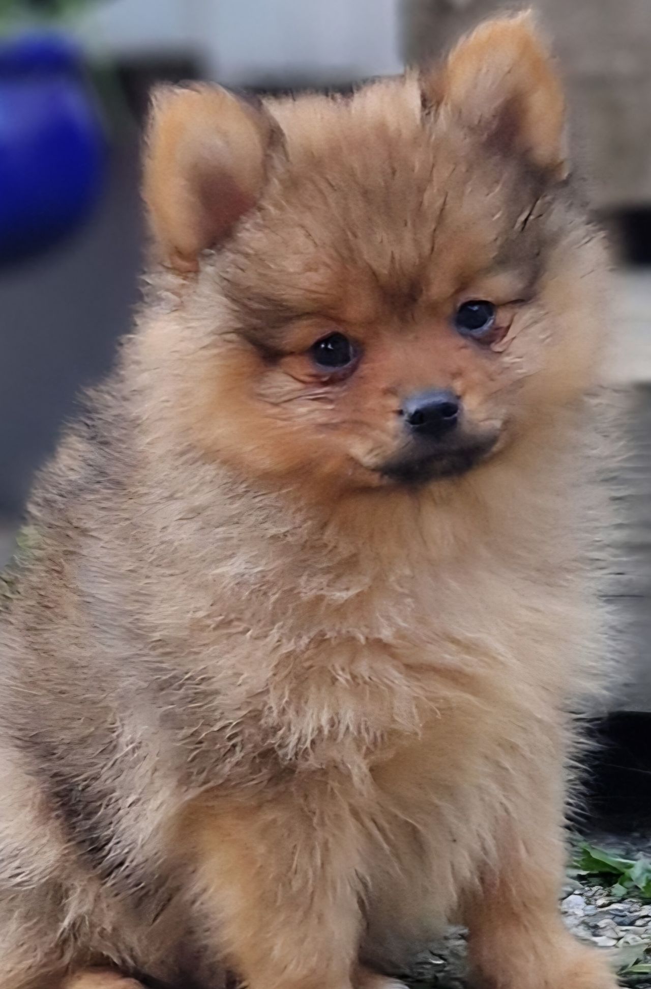 Pomeranian
