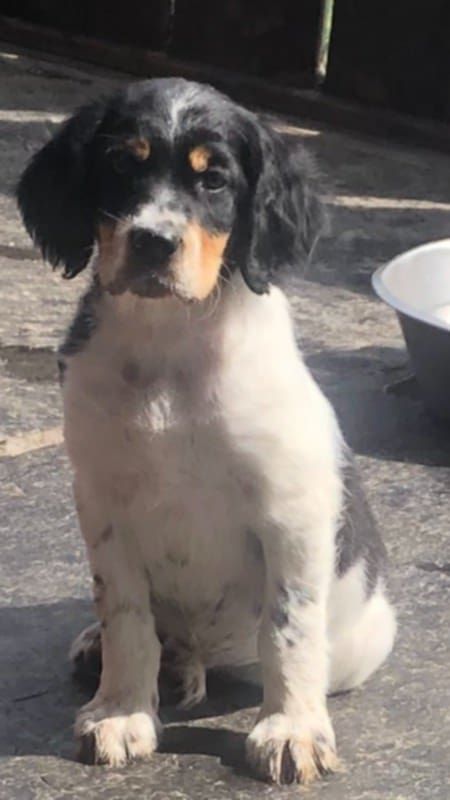 Engelsk setter