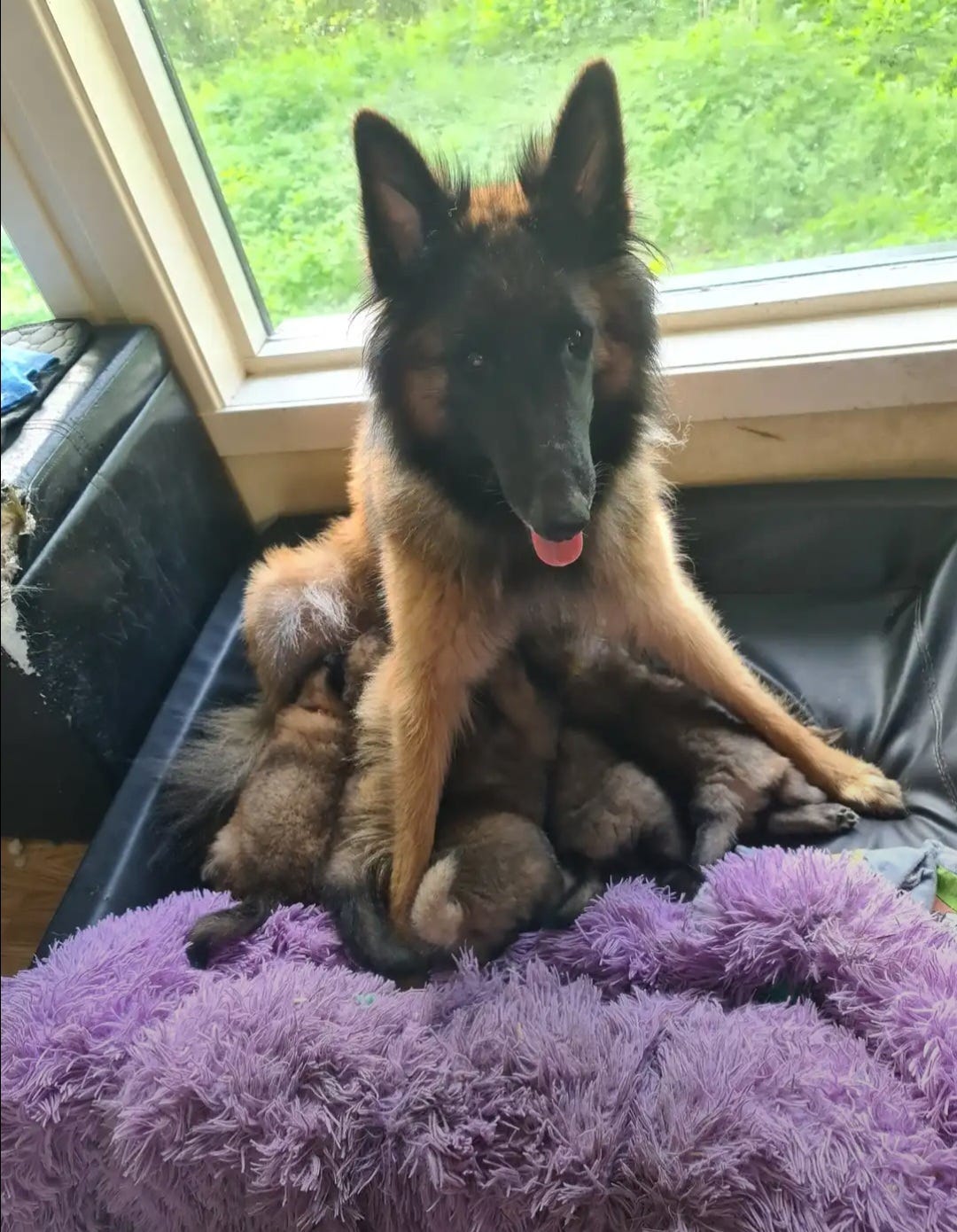 Belgisk fårehund, tervueren