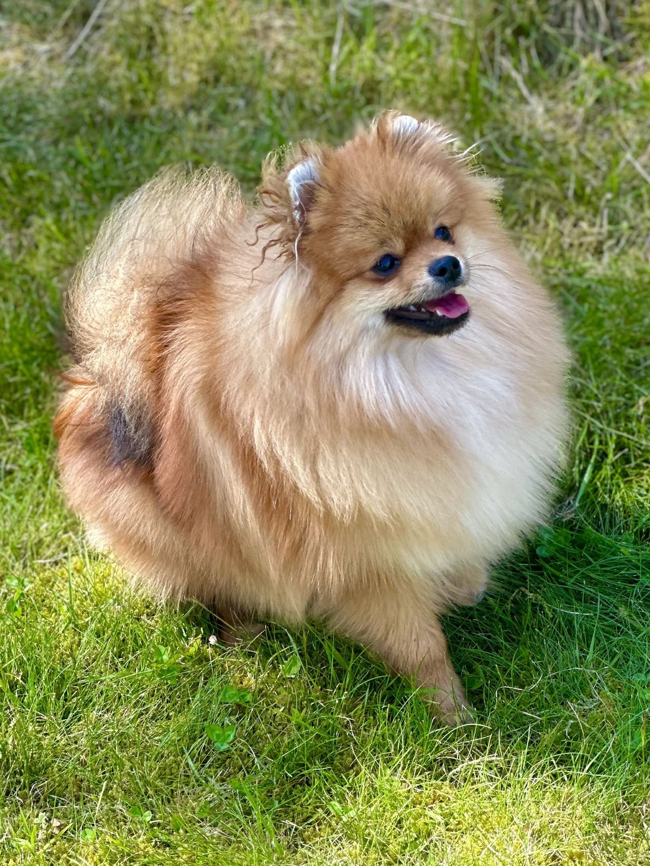 Pomeranian