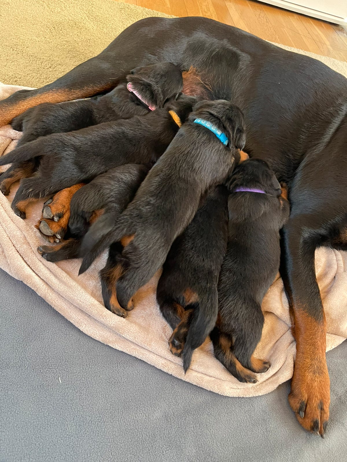 Rottweiler