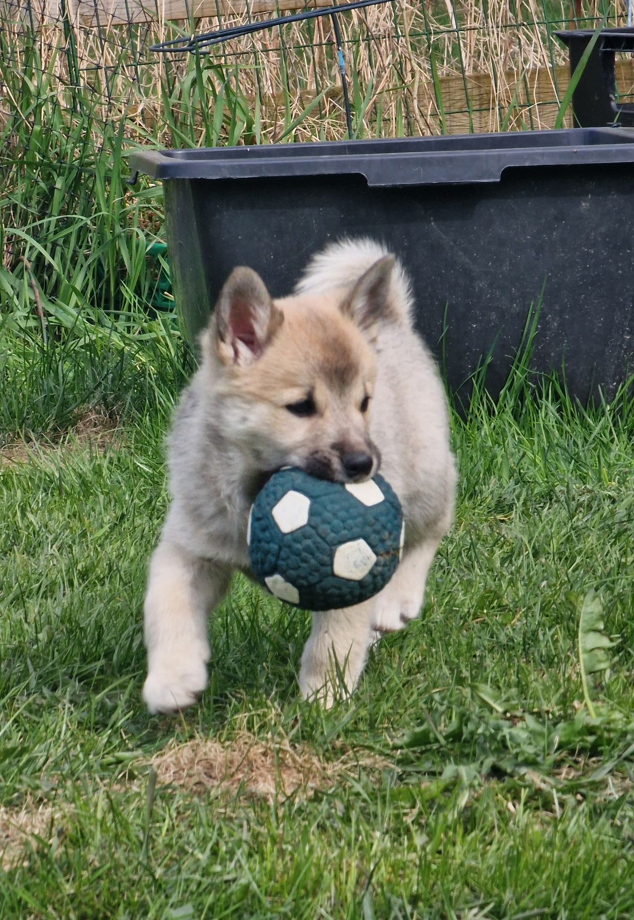 Norsk buhund