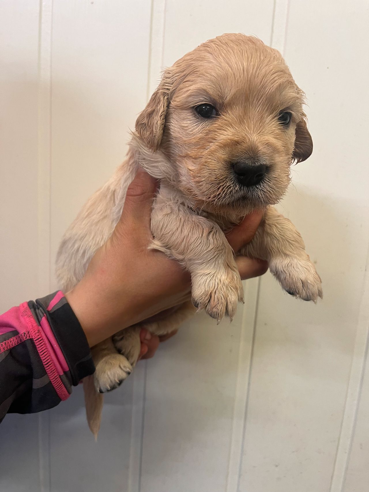 Golden retriever