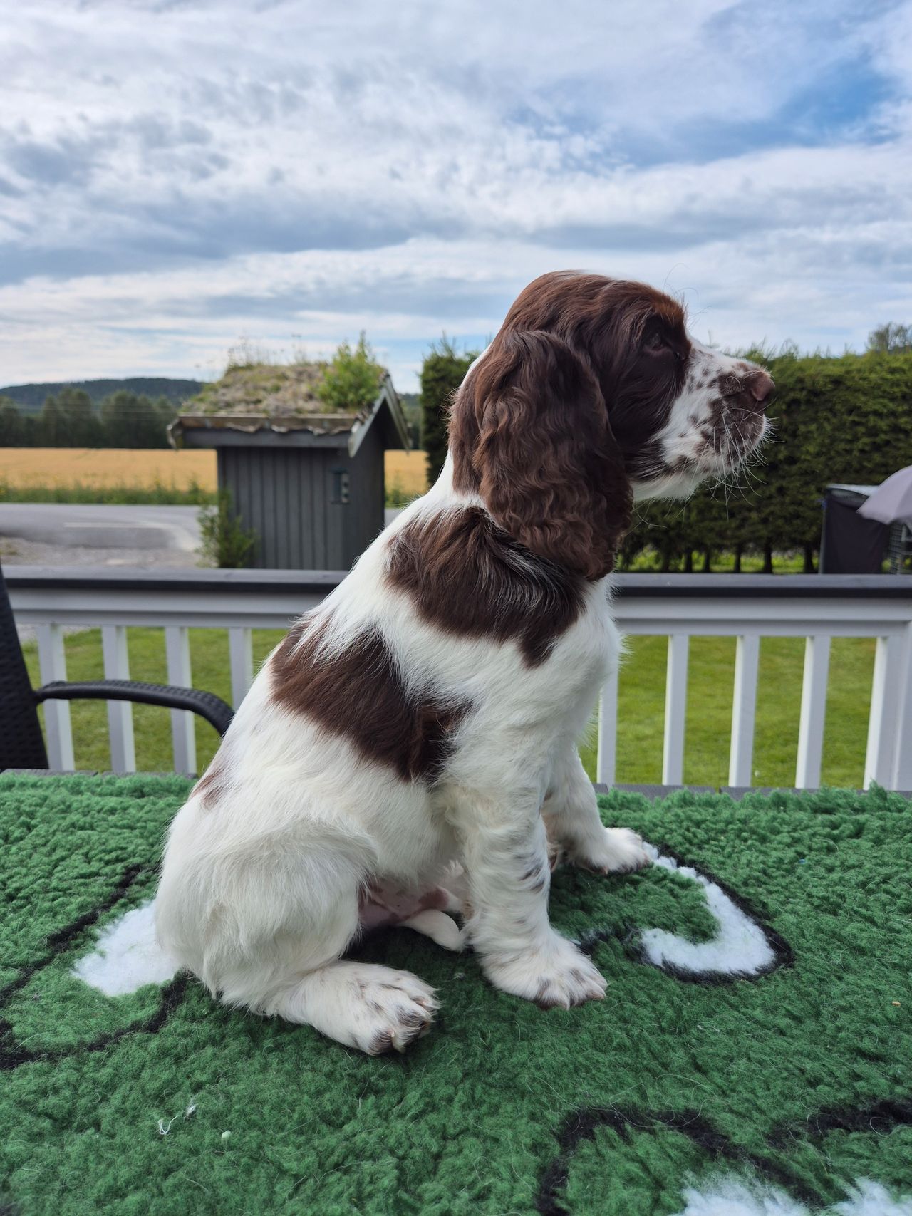 Engelsk springer spaniel