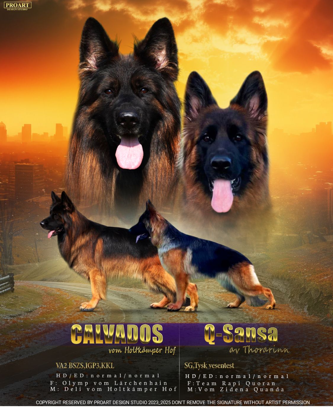 Schäferhund langhår
