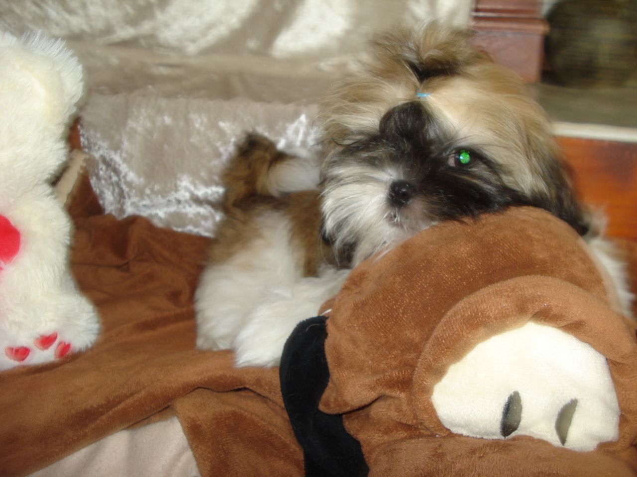 Shih tzu