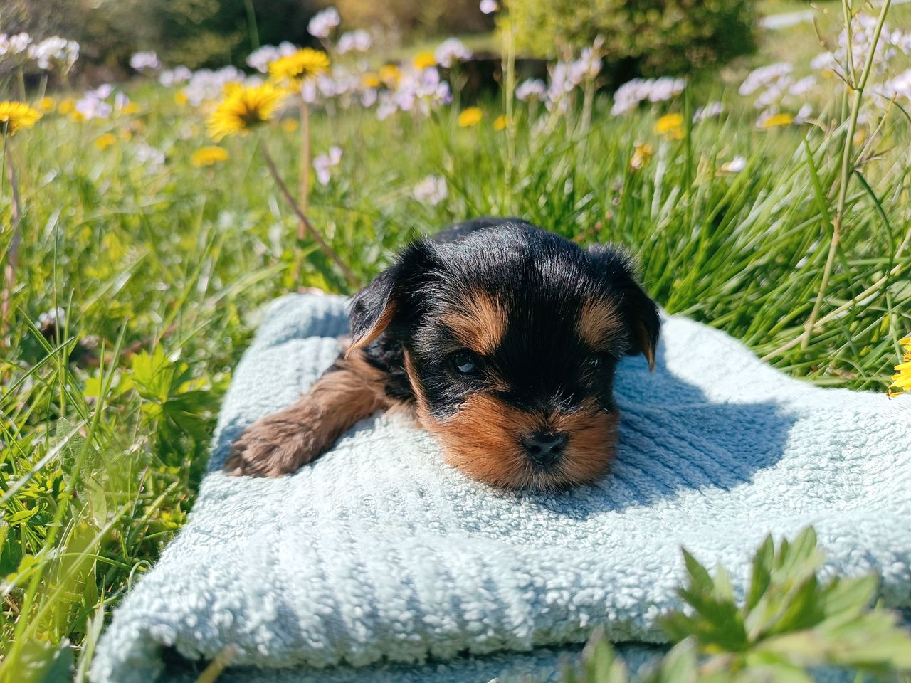 Yorkshire terrier