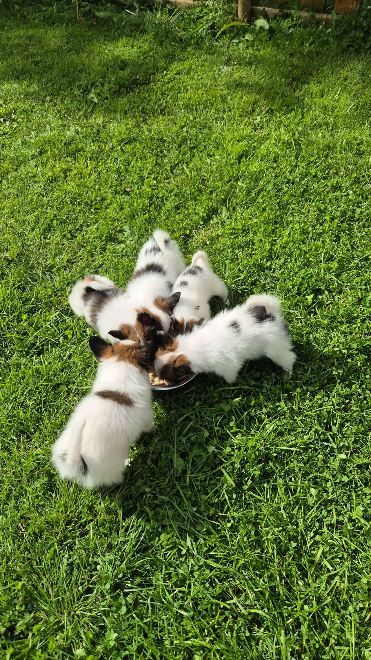 Papillon