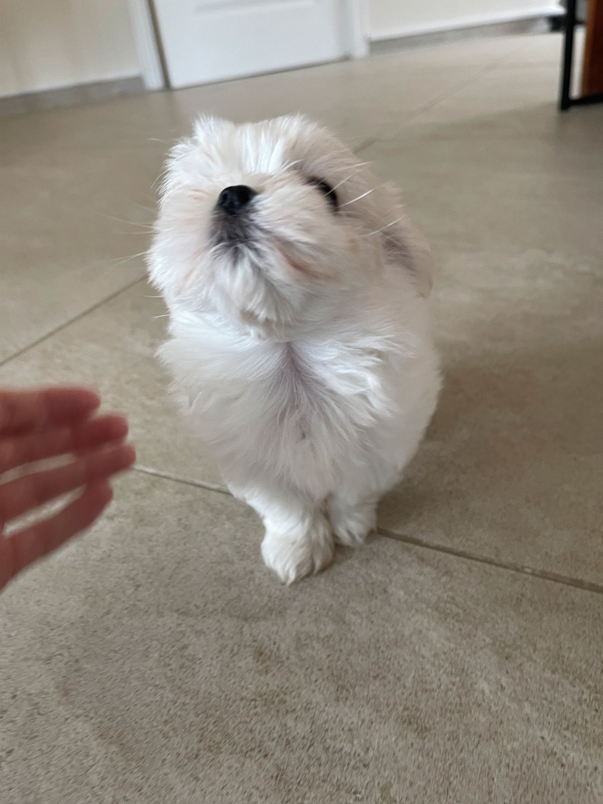 Malteser